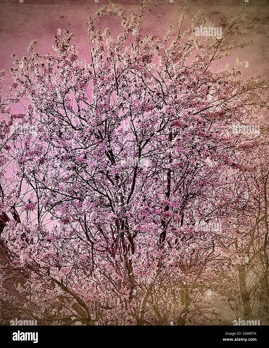 A blooming pink tree in the springtime in a Utah, USA neighborhood. Grunge and color effects are digitally added for artistic effect. - Smartphone Captured Stock Image