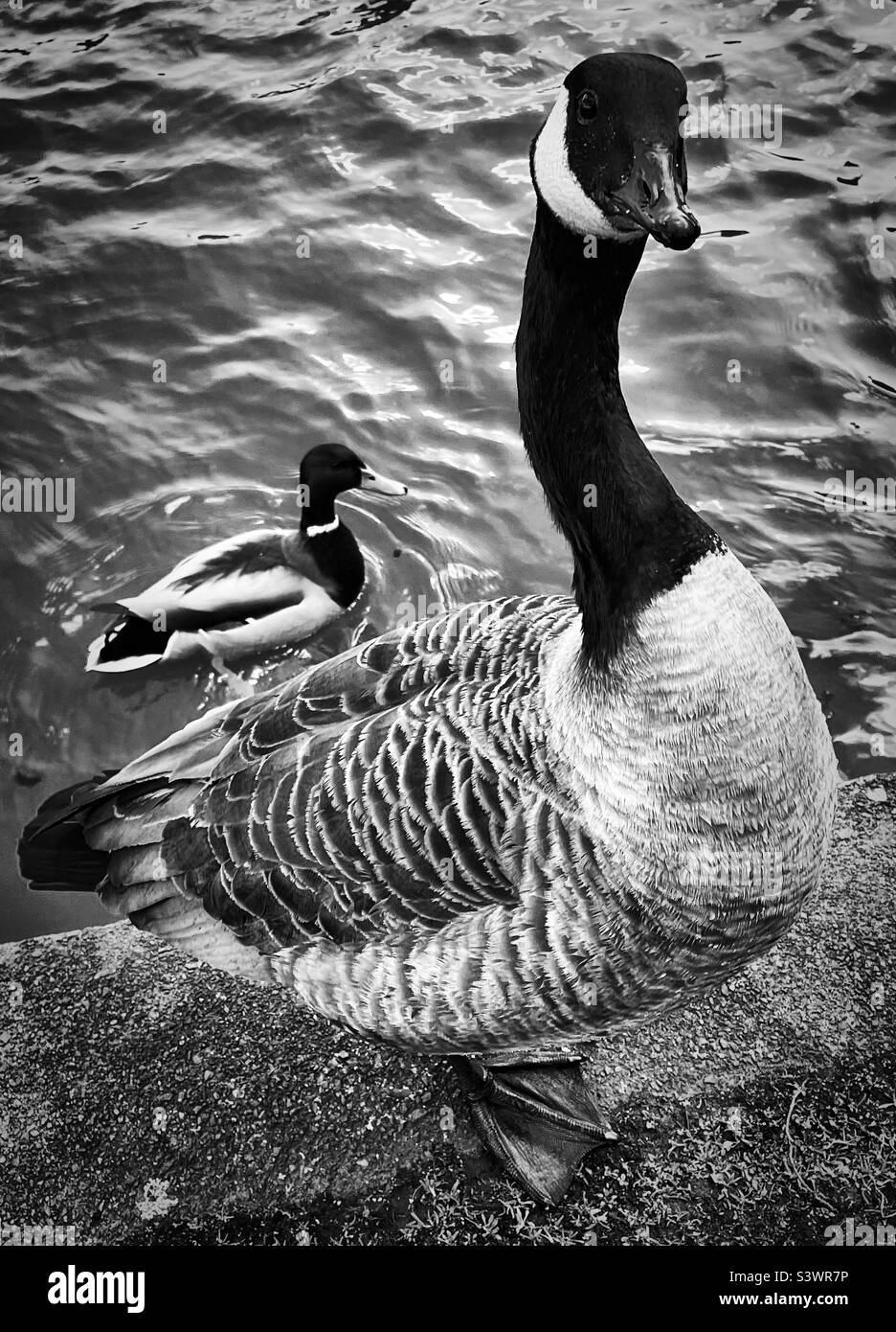 ‘Goose Patrol’ a Canada Goose looks like it’s in charge of the situation on the canal-side (Black & White) Stock Photo