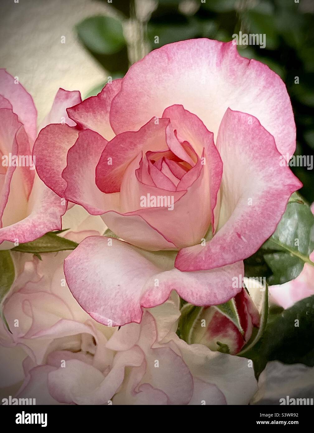 “Hannah Gordon” floribunda rose blossom presenting white flowers with pink edges in natural light outdoors at the Tucson Botanical Gardens in Tucson, Arizona. Stock Photo