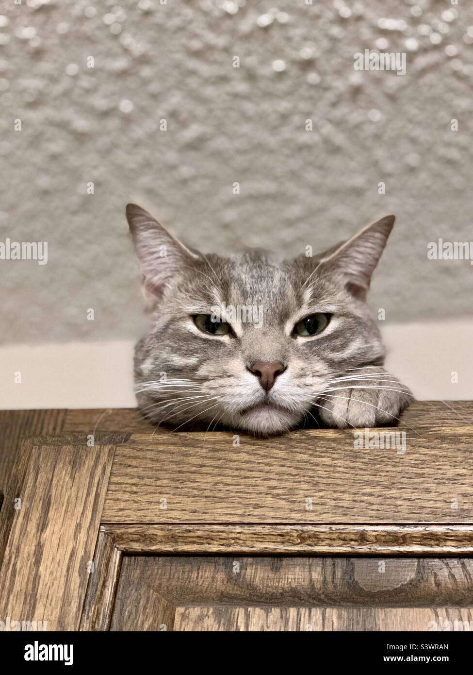 Grey tabby cat looking down from on top of a cupboard - Smartphone Captured Stock Image