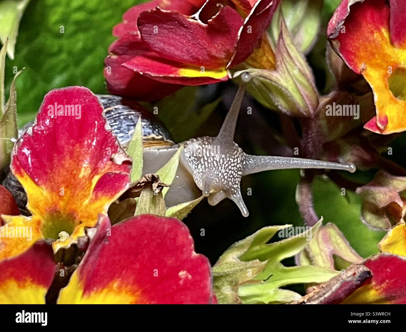 Snail eating flower part 2 Stock Photo Alamy