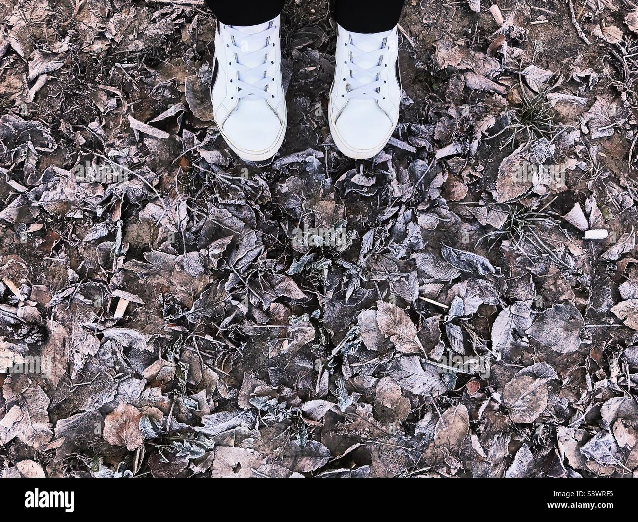 Standing on dry frozen leaves - Smartphone Captured Stock Image