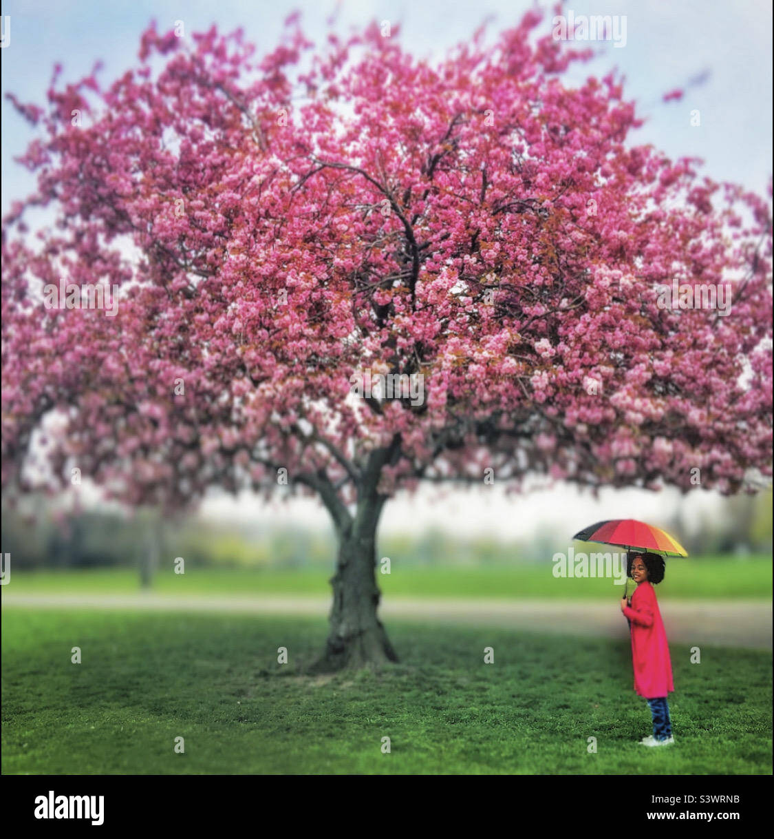 A girl under a Cherry blossom tree at Springtime Stock Photo - Alamy