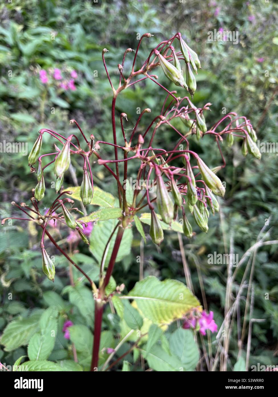 Himalayan balsam seed pods in Scotland, Great Britain, ready to burst