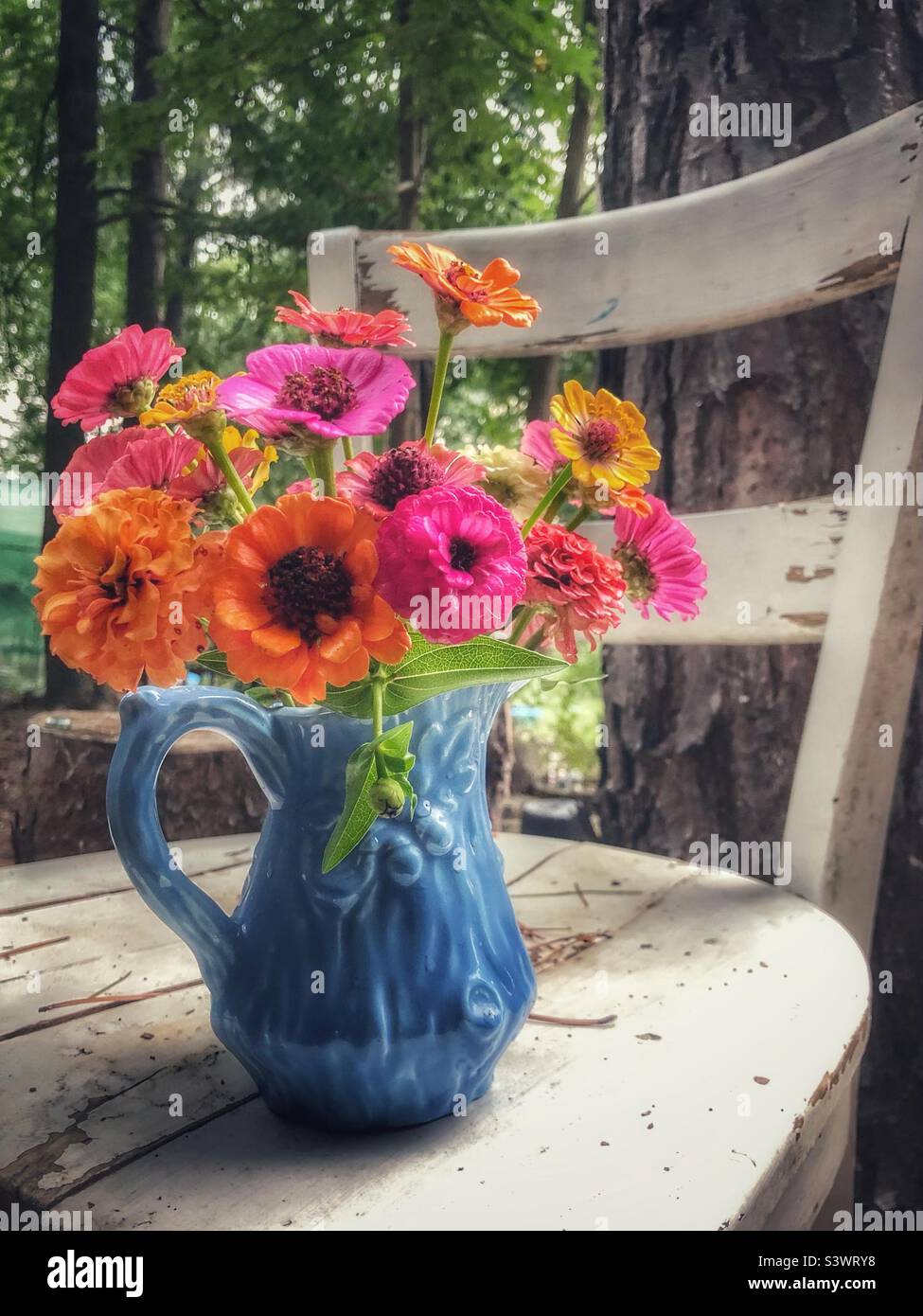 Bouquet of zinnias in a blue pitcher Stock Photo
