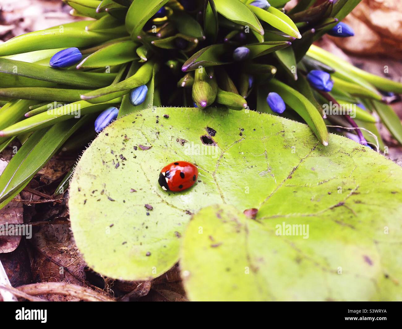 Spring nature in forest - Smartphone Captured Stock Image