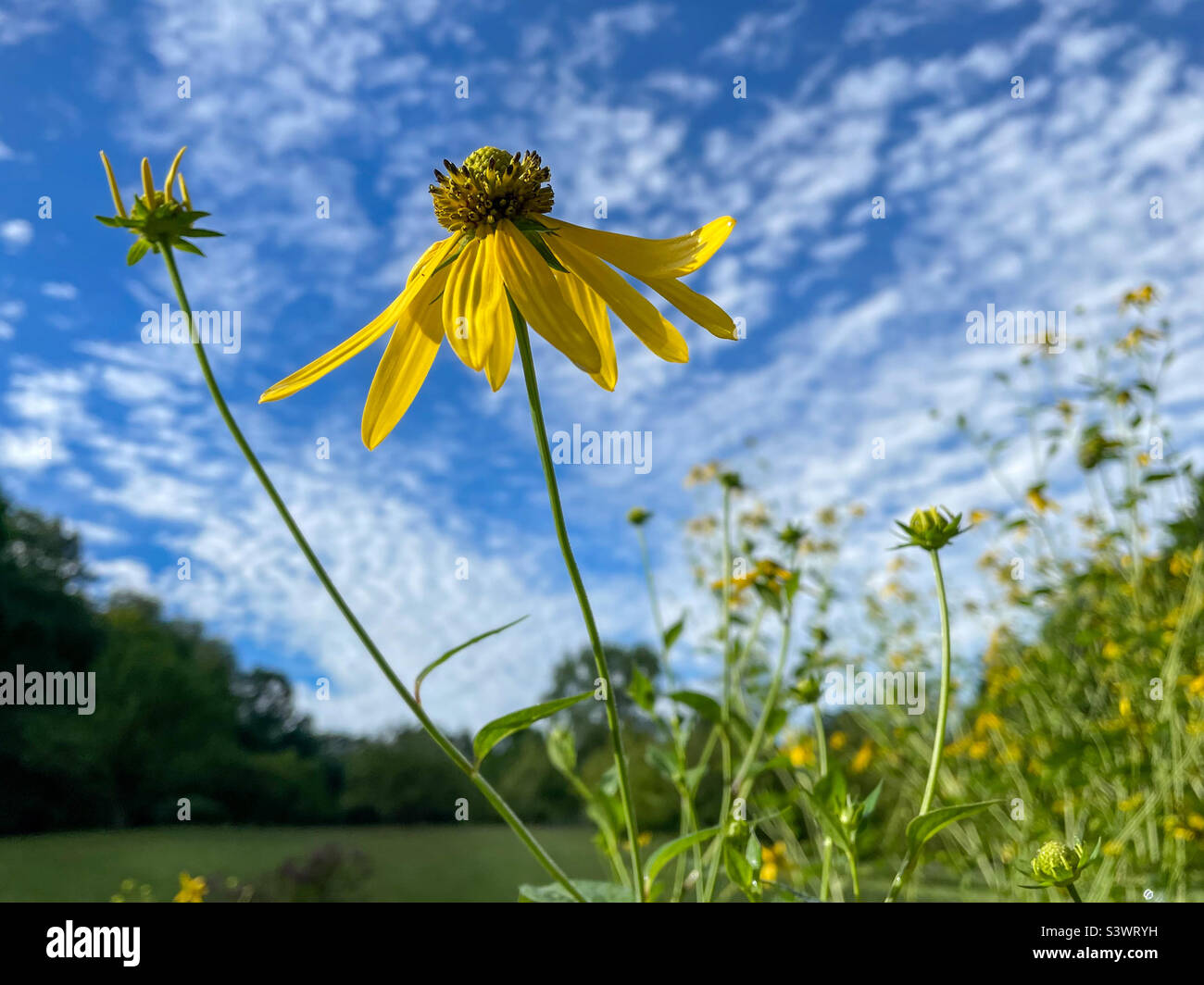 Wildflowers field sky sun hi-res stock photography and images - Alamy