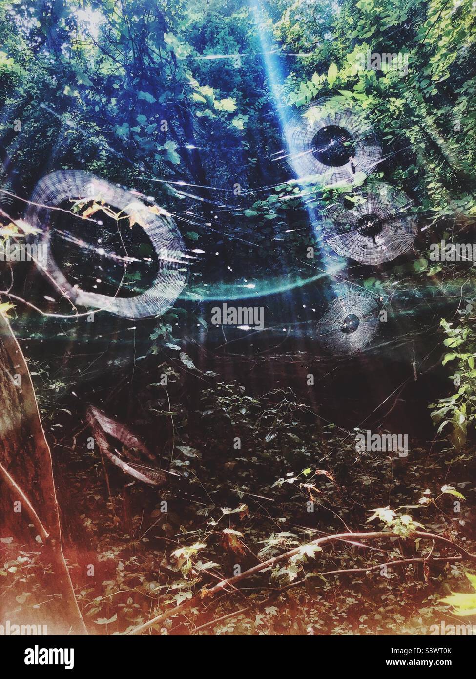 Group of spiderwebs bathed in sunlight and dense trees…looking a bit like galaxies in a universe. - Smartphone Captured Stock Image
