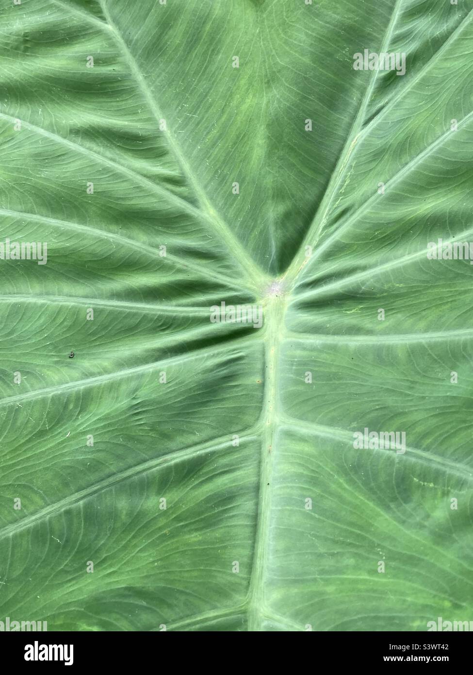 Textures and details hi-res stock photography and images - Alamy