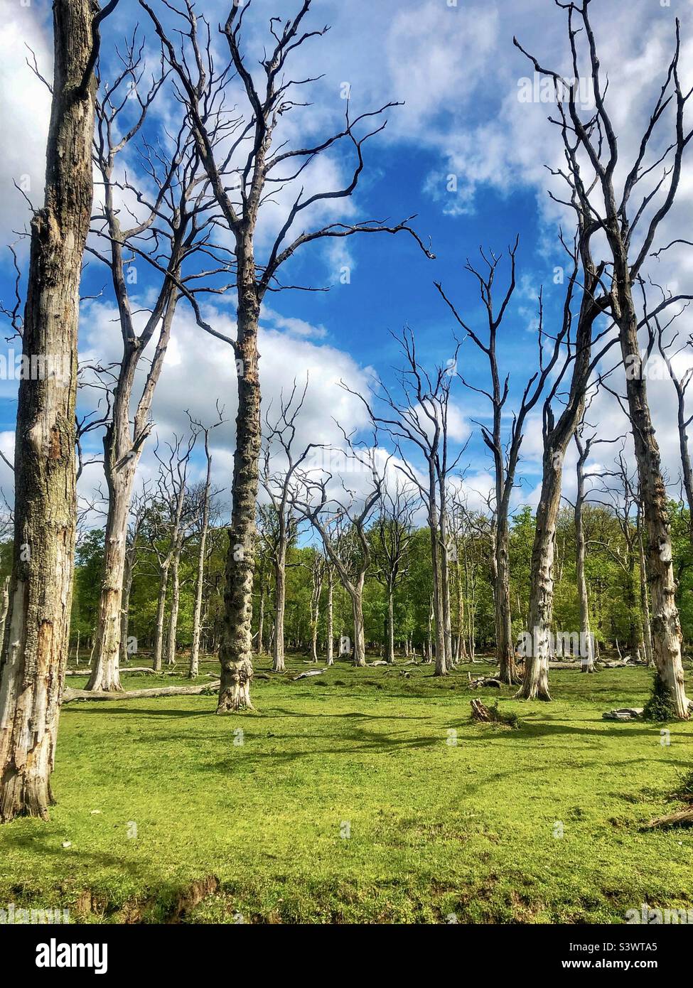 Dead standing oak trees in the New Forest National Park Stock Photo Alamy