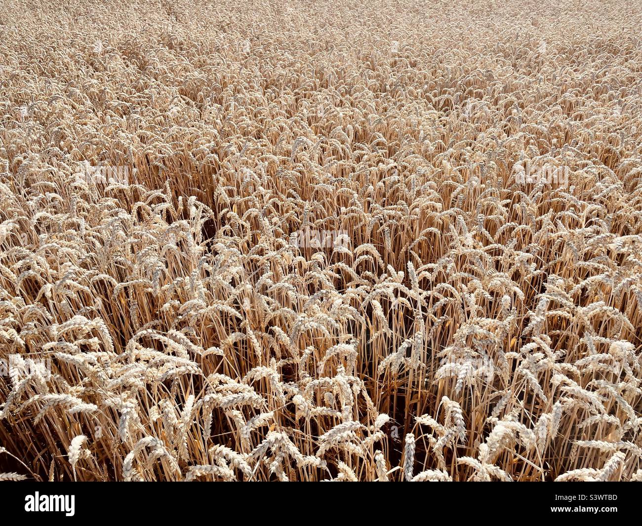 Barley - Smartphone Captured Stock Image