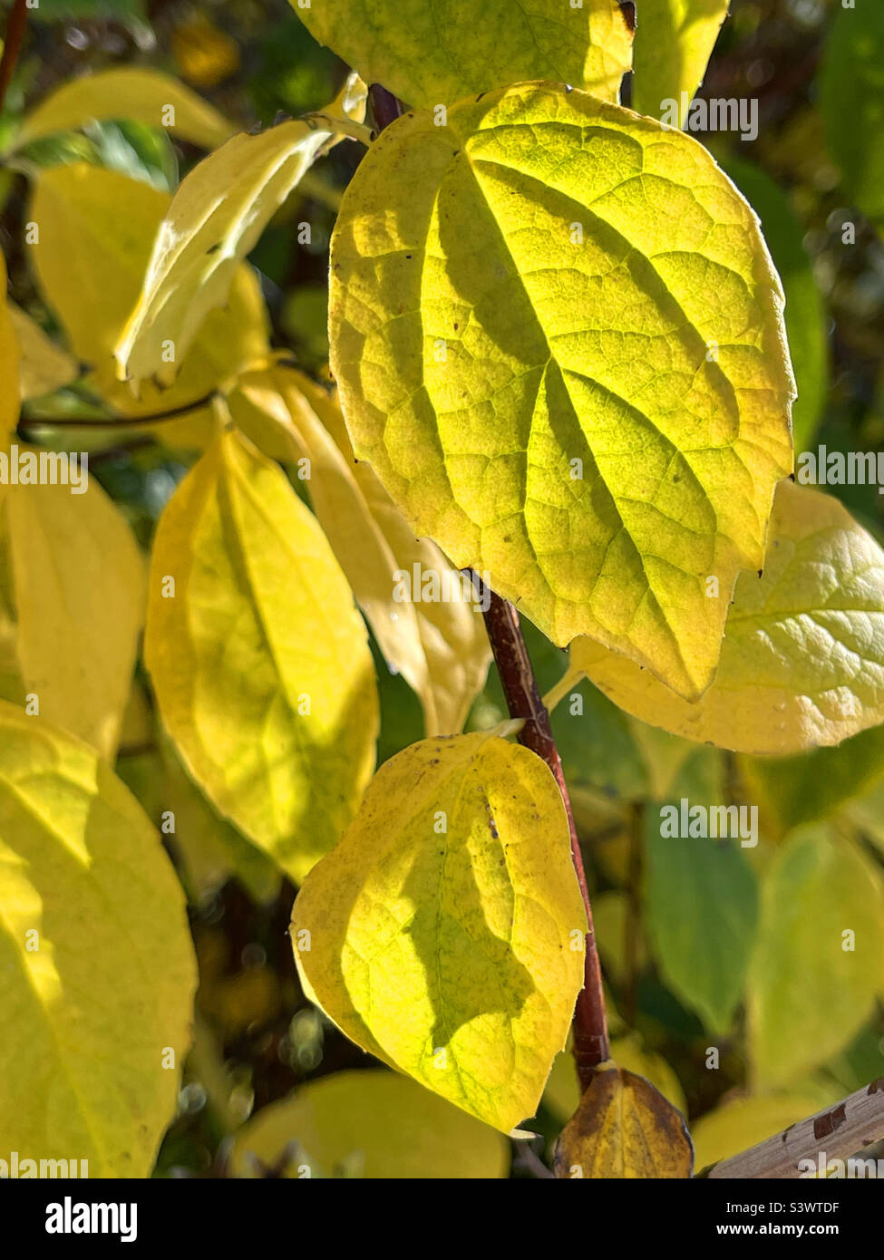 Autumn leaves - Smartphone Captured Stock Image