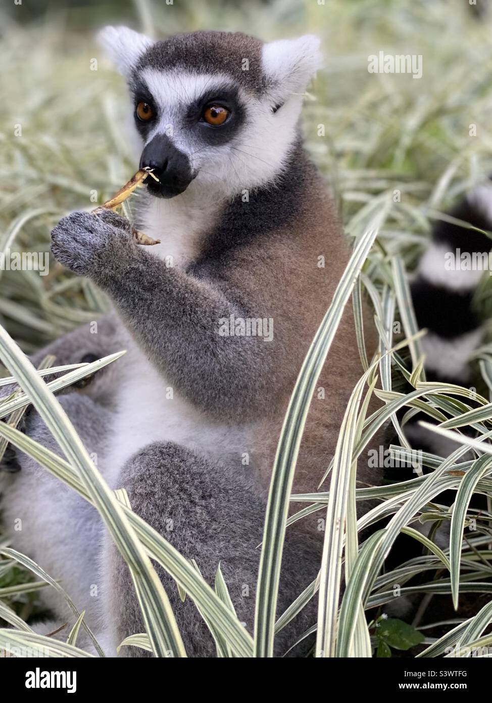 Ring tailed Lemur Stock Photo - Alamy