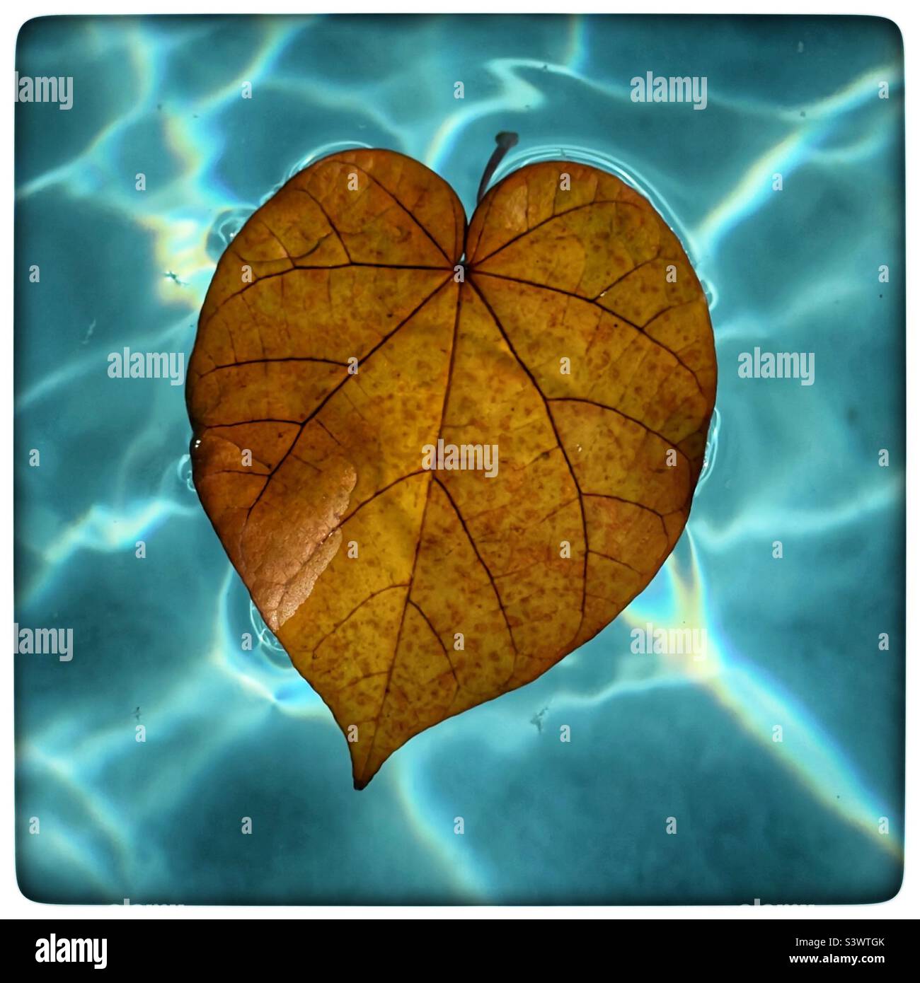 Heart shaped brown leaf floating on pool of water with turquoise blue background and sun ray reflections - Smartphone Captured Stock Image
