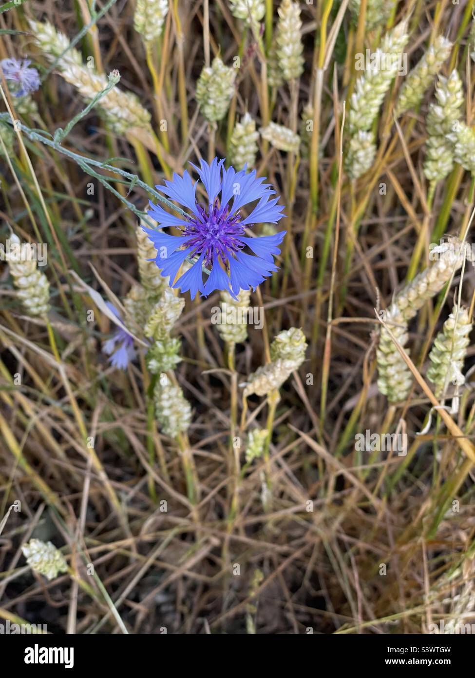 Blue cornflower growing amongst wheat field of crops - Smartphone Captured Stock Image