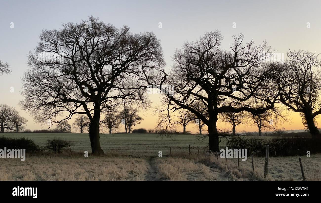 Sunrise in field in winter with tree silhouettes, frost on the grass and beautiful graduated colours in the sky - Smartphone Captured Stock Image