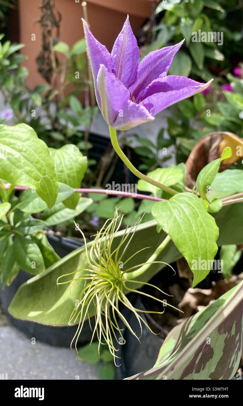 Opening Clematis & Feathery Seed Pod Stock Photo - Alamy