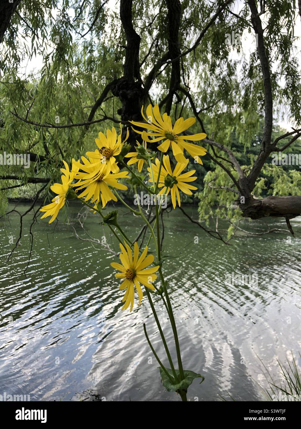 Yellow flowers by the pond Stock Photo - Alamy