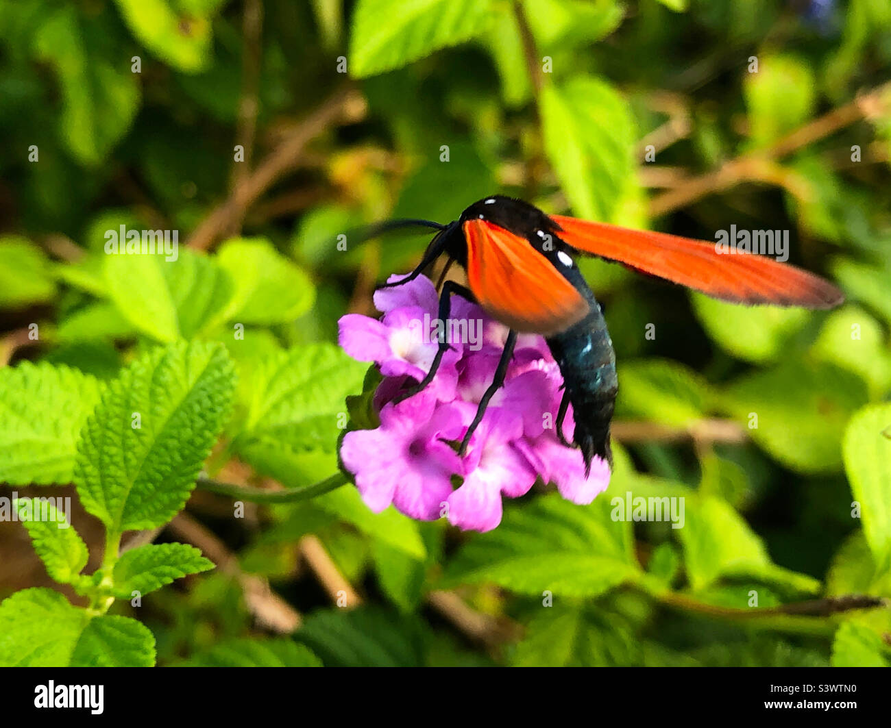 A spotted oleander caterpillar moth on pink lantana flowers in a Ponte Vedra Beach garden, Florida, USA Stock Photo