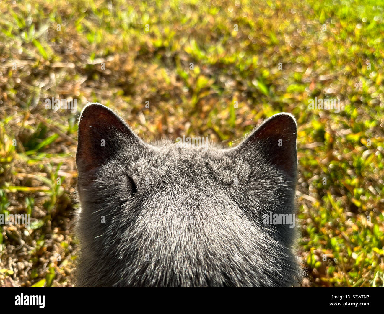 British shorthair cat on the grass - Smartphone Captured Stock Image