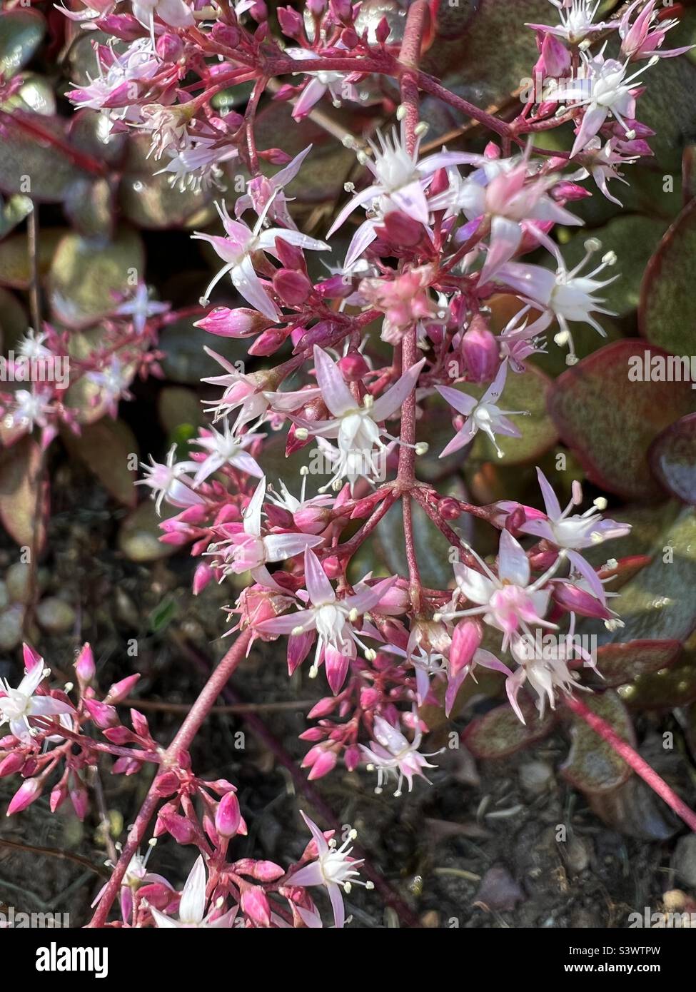Fairy Crassula pretty, delicate pink and white flowers on succulent plant close-up Stock Photo