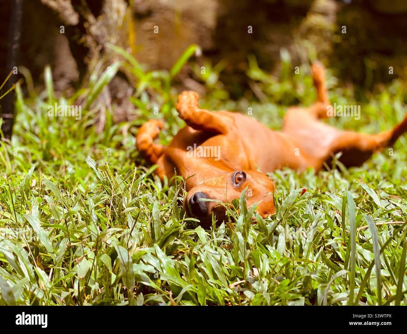 Image showcasing Dog in grass stockimo hi-res stock photography and images - Alamy