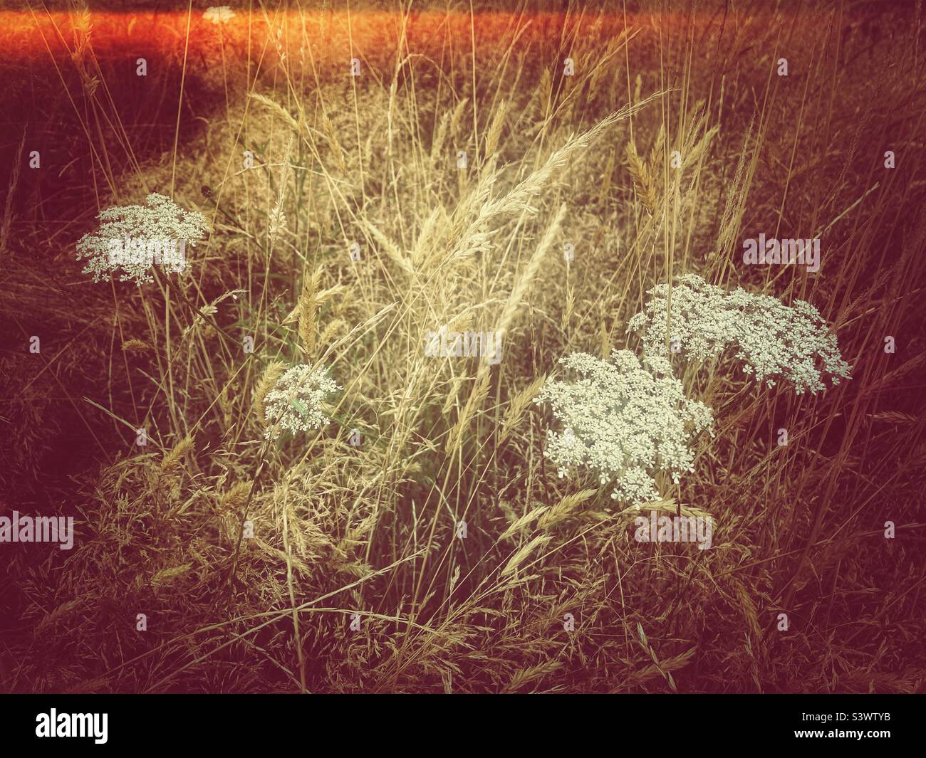 Meadow grasses and wild carrot in warm evening light. - Smartphone Captured Stock Image