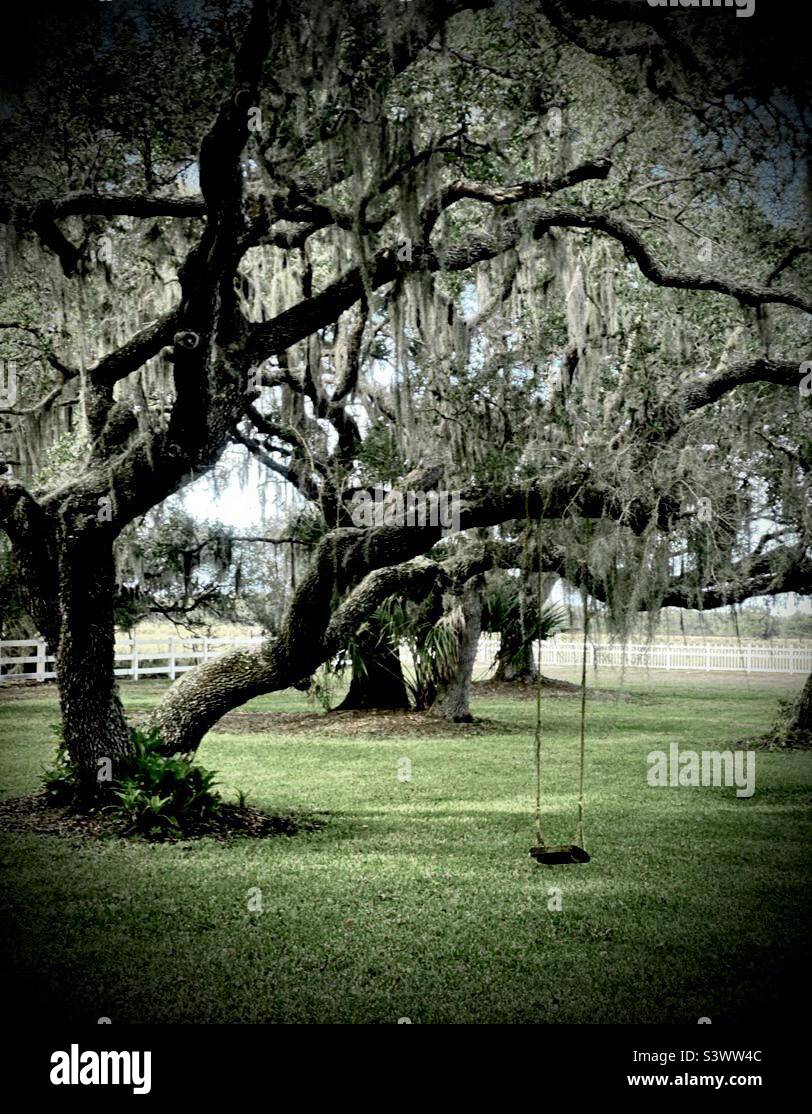 Creepy tree swing Stock Photo Alamy