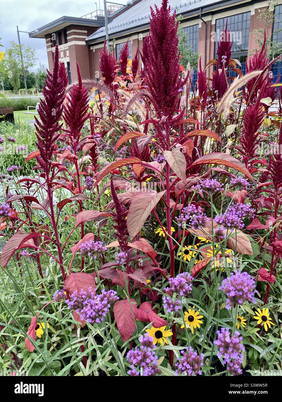 These Red Amaranth are rising above the other flowers in this garden. Stock Photo