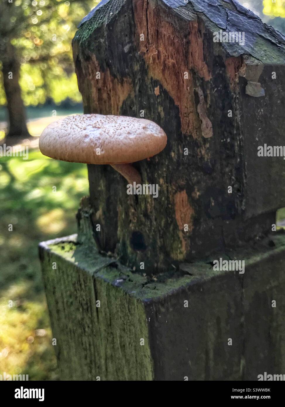 Mushroom growing from wooden fence post Stock Photo