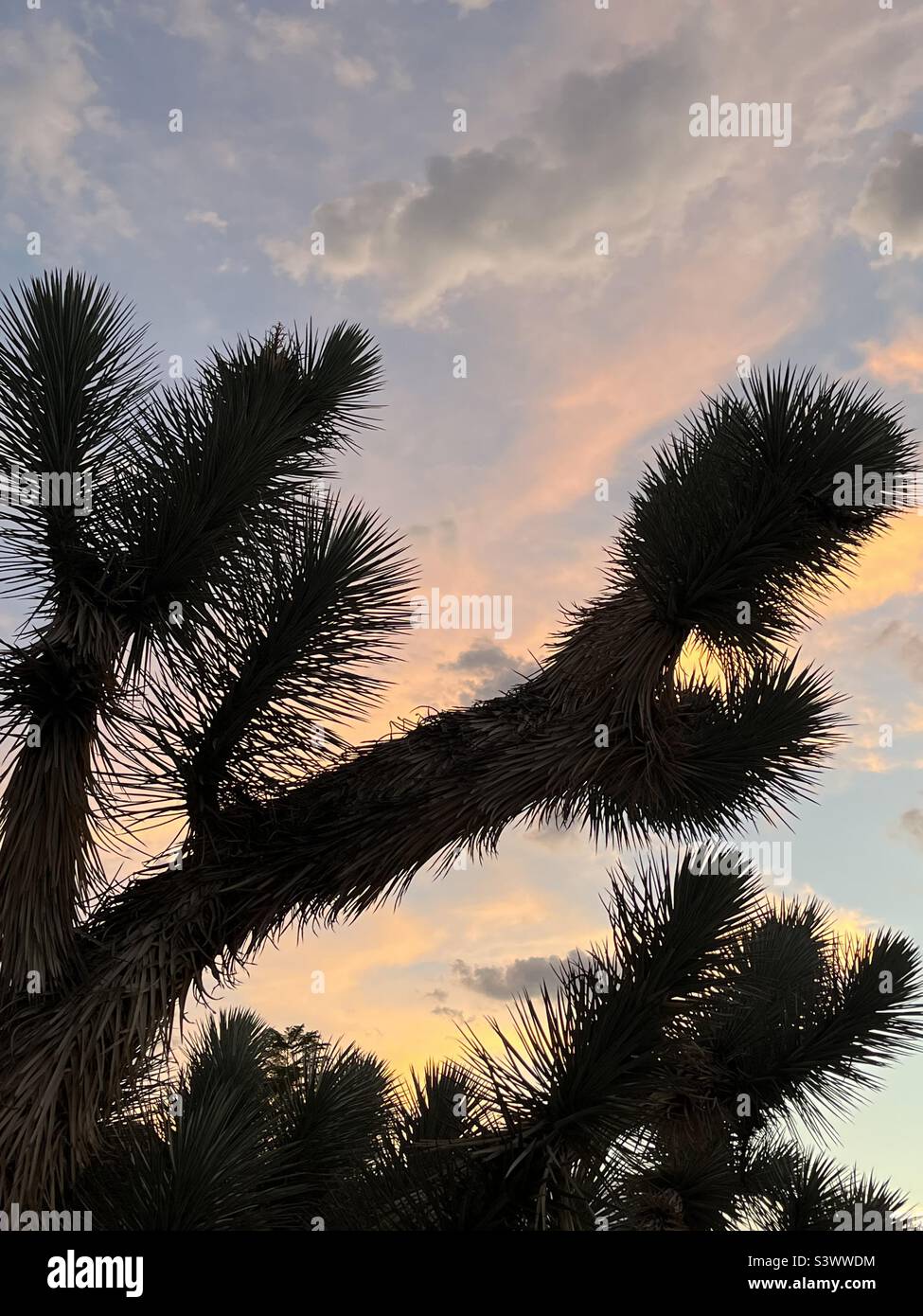 Joshua sunset,silhouette,sunset,tree, desert,color sky,desert . Stock Photo