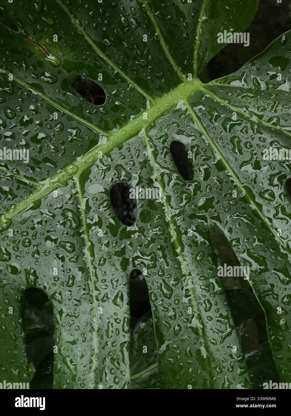 Leaf of Swiss cheese plant covered in water droplets Stock Photo