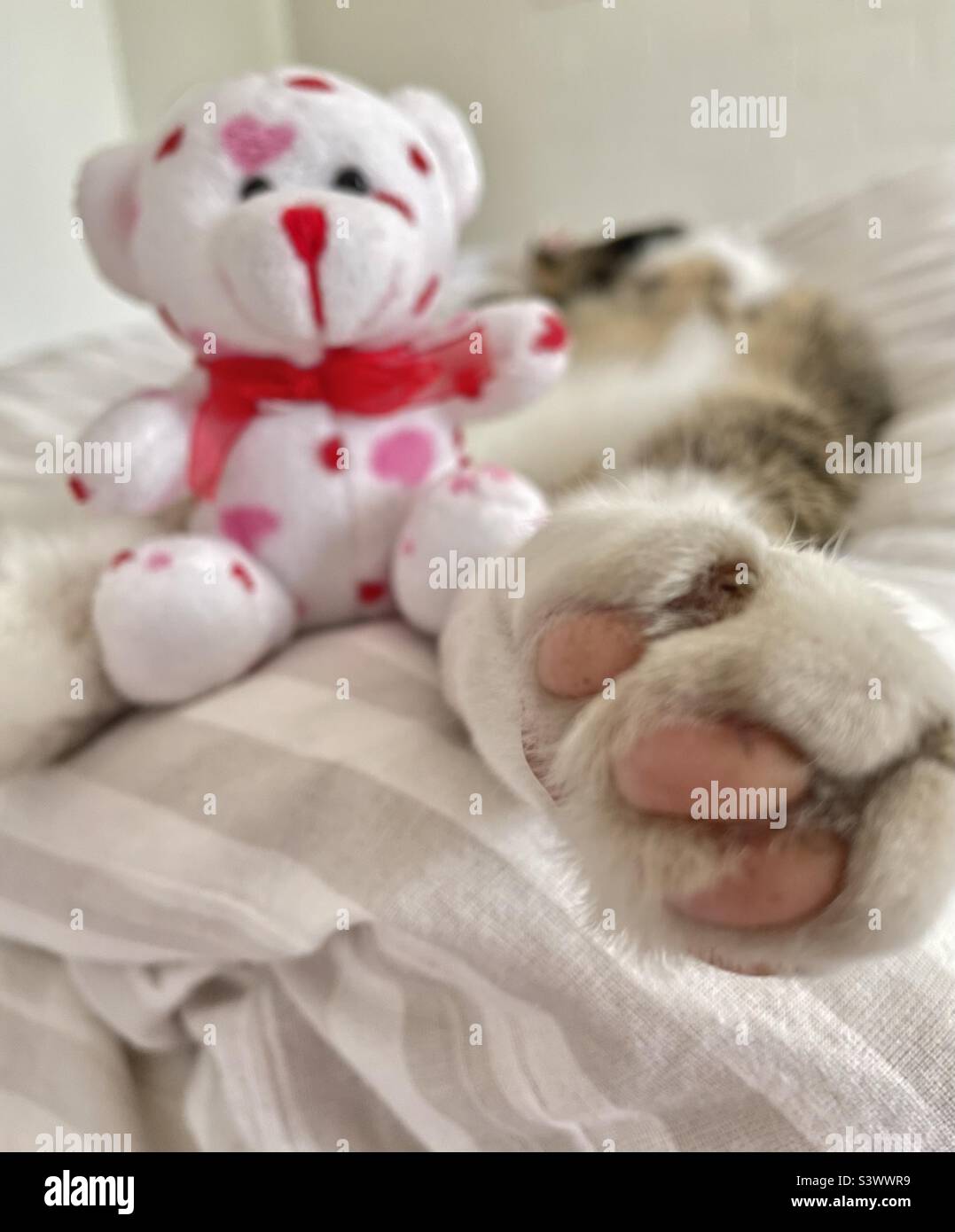Sleeping Cat and stuffedteddy - Smartphone Captured Stock Image