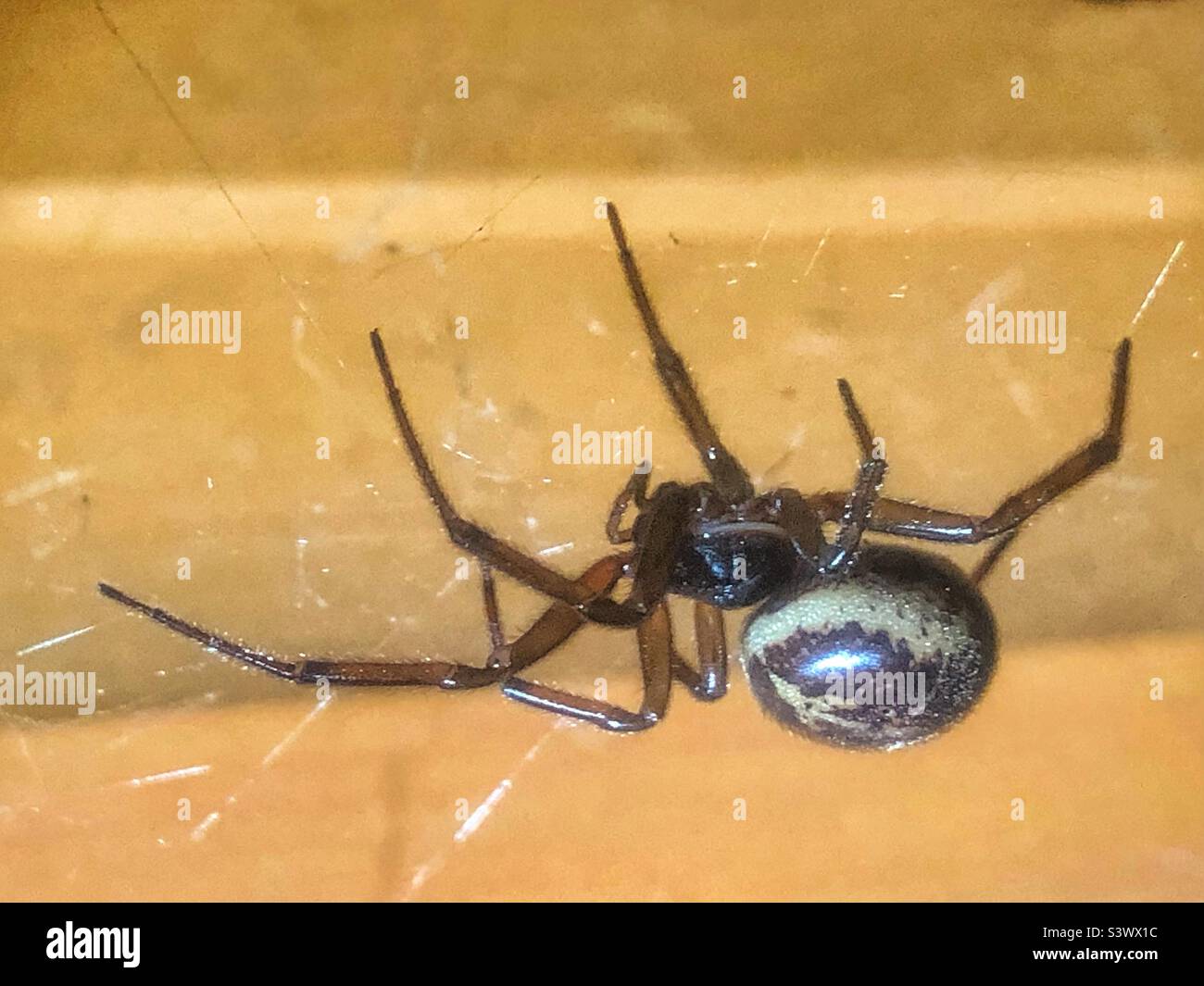 False Black Widow Spider (Steatoda nobilis) female side of shed, Hampshire garden at night August. Stock Photo