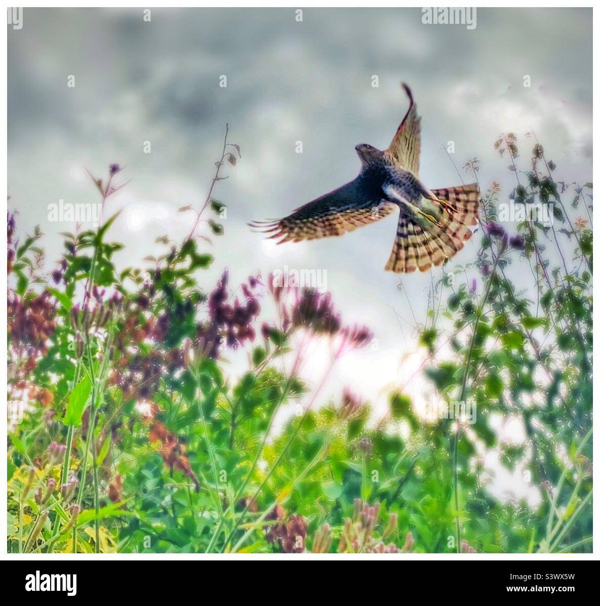 Sparrow hawk in flight hi-res stock photography and images - Alamy