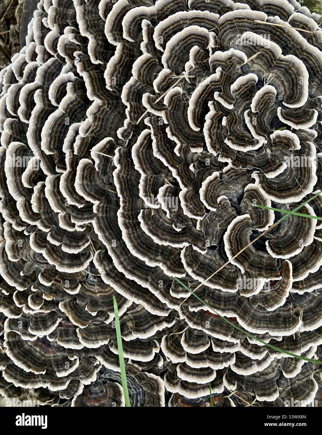 It is not difficult to see why this fungus goes by the name Turkey Tail. - Smartphone Captured Stock Image