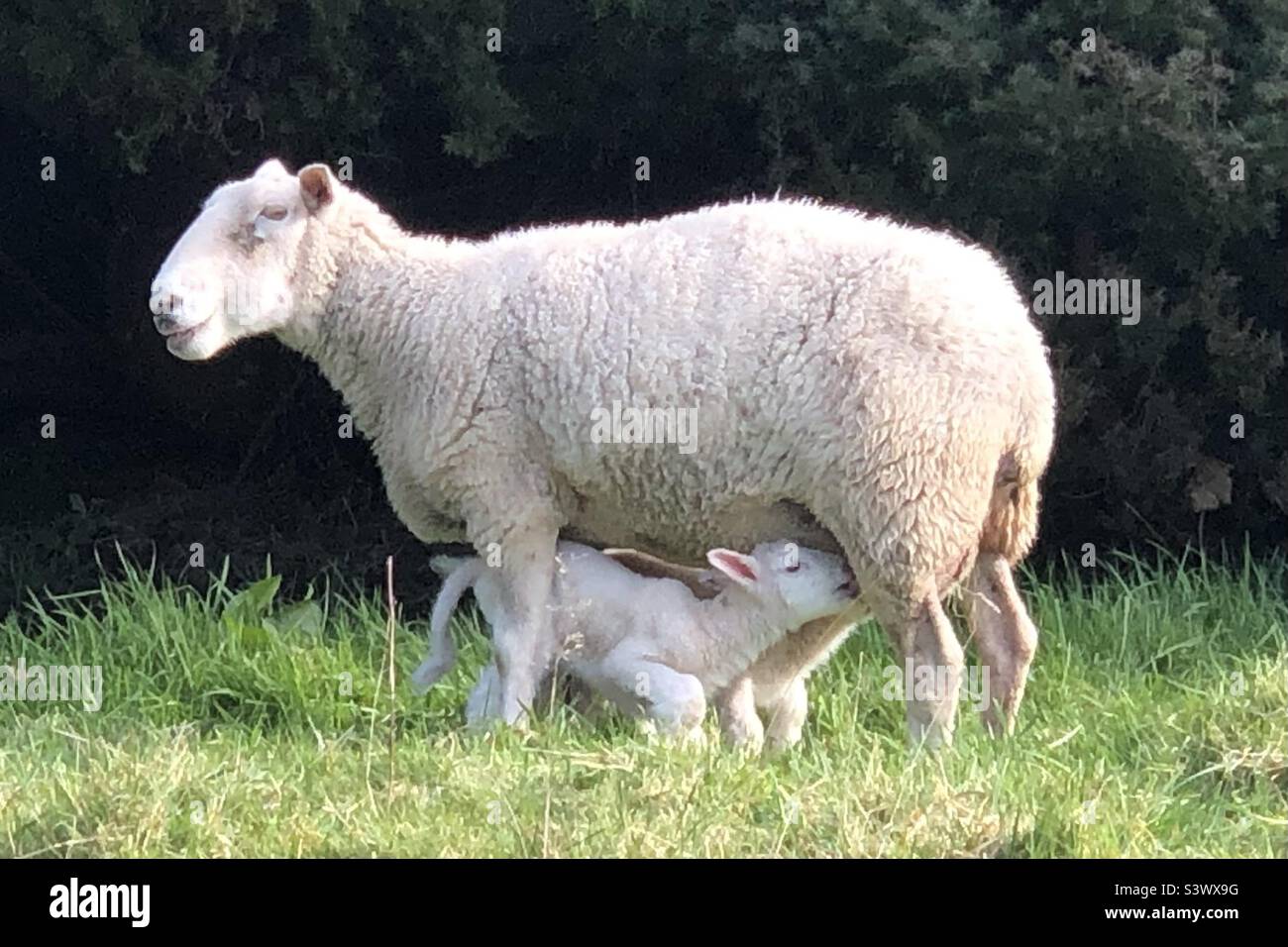 Lambs drinking mothers milk Stock Photo