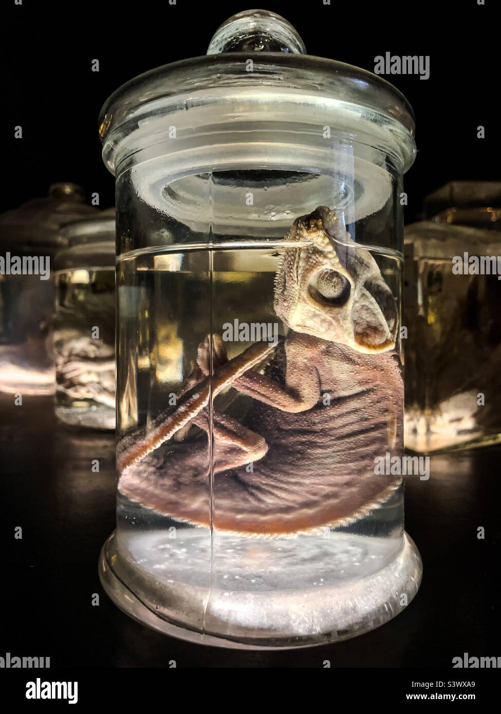 Lizard preserved in a glass jar with formaldehyde Stock Photo