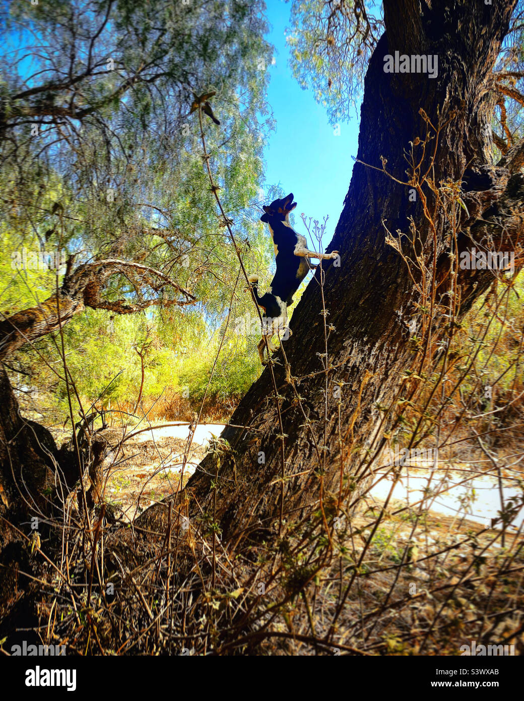 A dog climbs a tree in Queretaro, Mexico - Smartphone Captured Stock Image