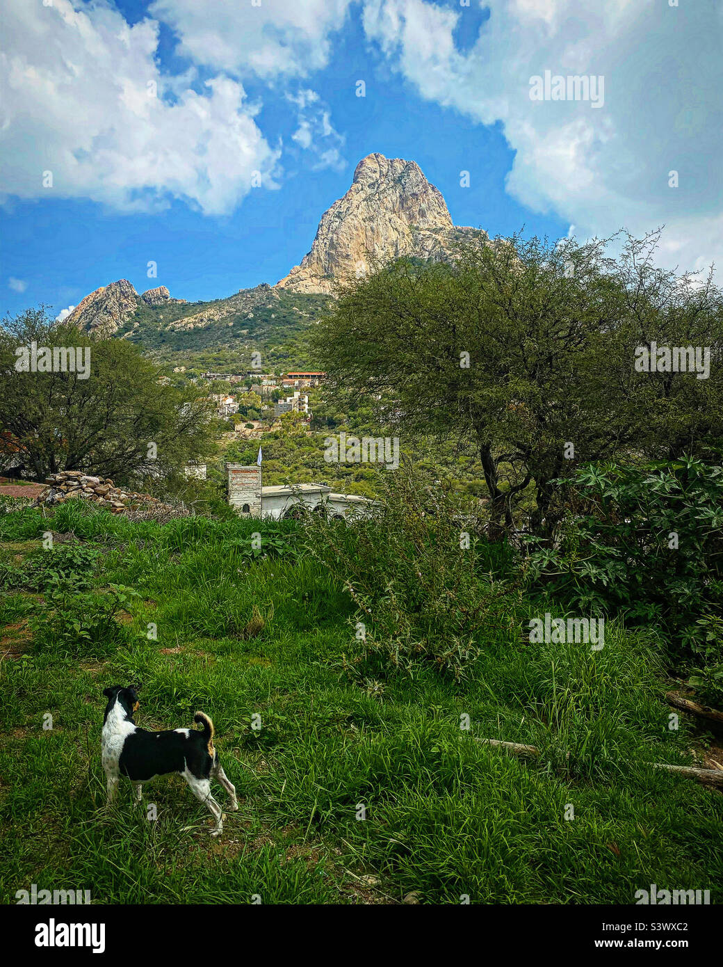 A dog stands in a green prairy near the Peña de Bernal monolite mountain rock in Queretaro, Mexico. - Smartphone Captured Stock Image
