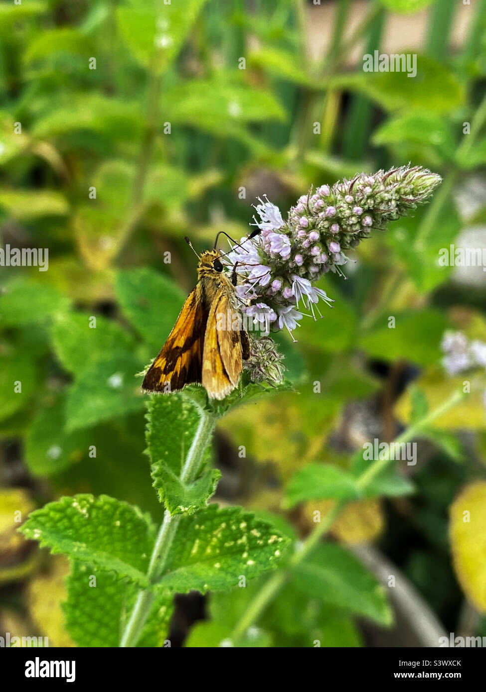 A tiny Woodland skipper butterfly collects nectar from a flowering mint plant. Butterflies like this are important pollinators in gardens. Stock Photo