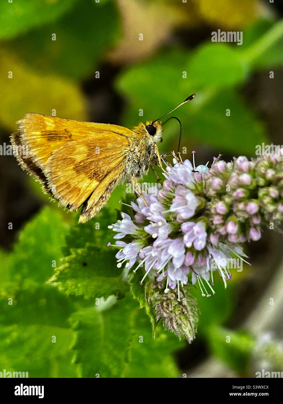 Close up view of a tiny woodland skipper butterfly gathering nectar with its proboscis from a flowering mint plant. Butterflies like this are very important pollinators in gardens. Stock Photo