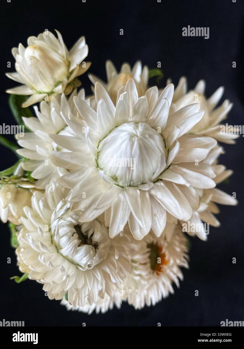 White strawflowers on black. - Smartphone Captured Stock Image