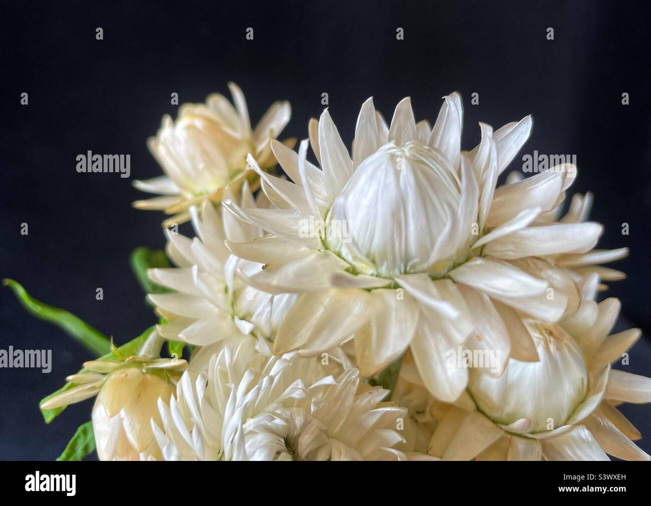 White strawflowers on black. - Smartphone Captured Stock Image