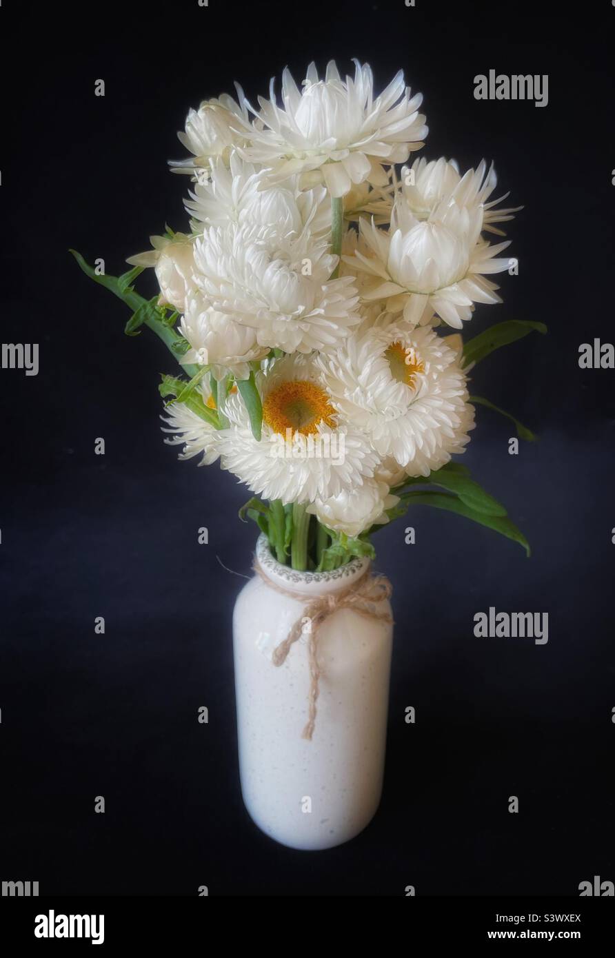 A bouquet of white strawflowers. - Smartphone Captured Stock Image