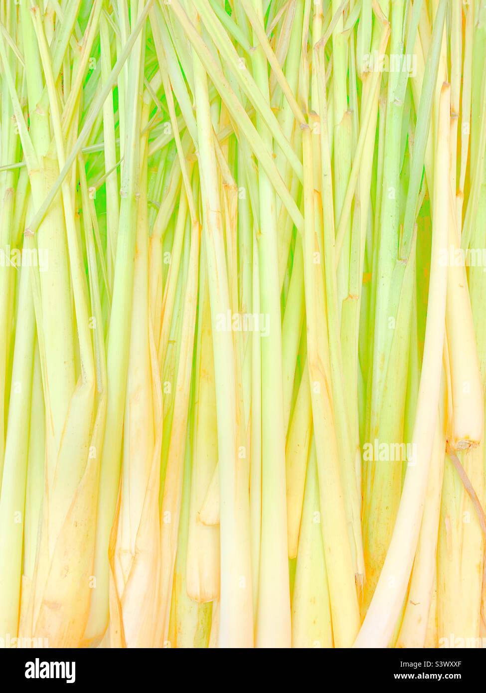 Faded view of bright fresh lemongrass stalks. Stock Photo