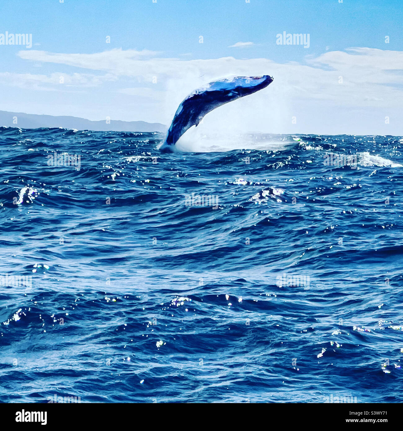 Humpback Whale Breaching Stock Photo