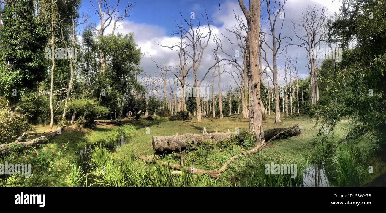 Oak Forest and dead standing trees in the New Forest National Park, Hampshire, United Kingdom - Smartphone Captured Stock Image