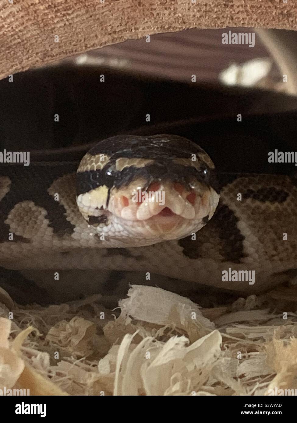 Ball python hi-res stock photography and images - Alamy