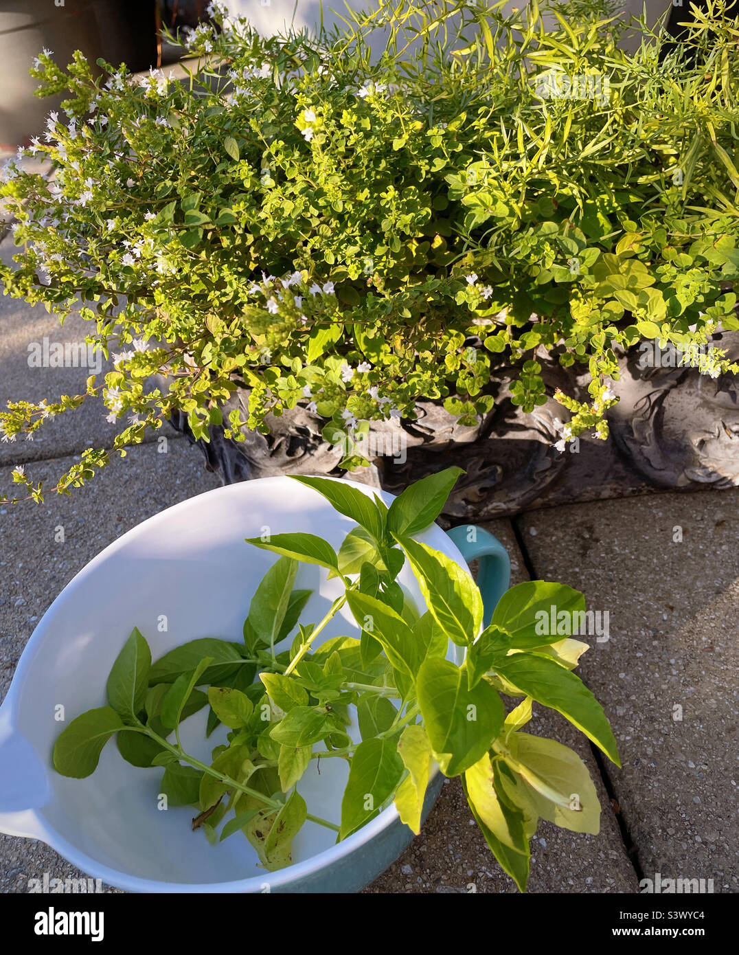 Oregano and basil being harvested in an herb garden on a roof deck in New York City, 2022, USA Stock Photo